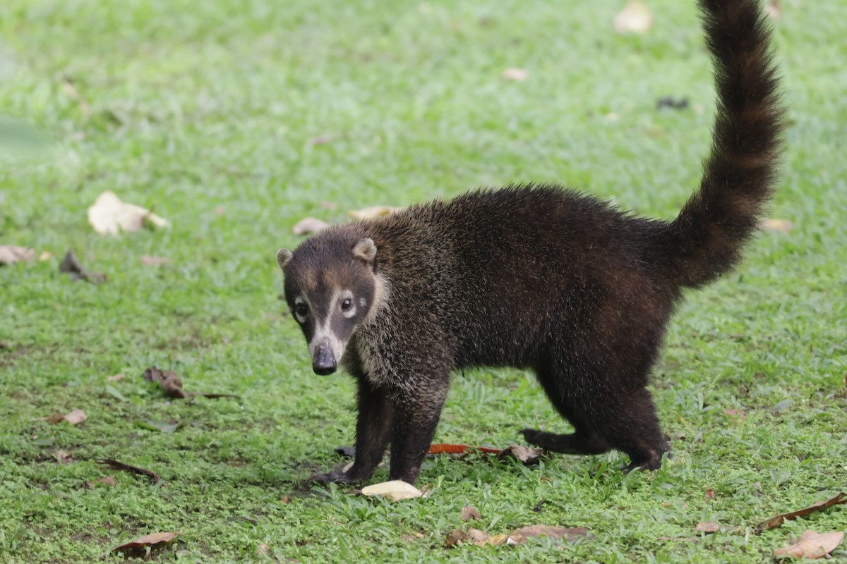 Coati à nez blanc - ML646906350