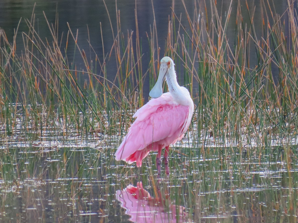 Roseate Spoonbill - ML646906351