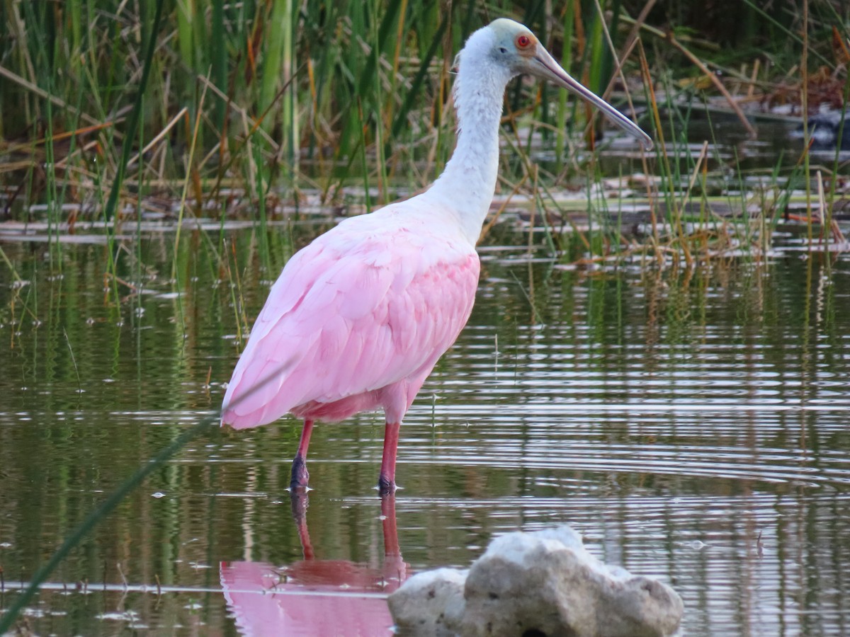 Roseate Spoonbill - ML646906352