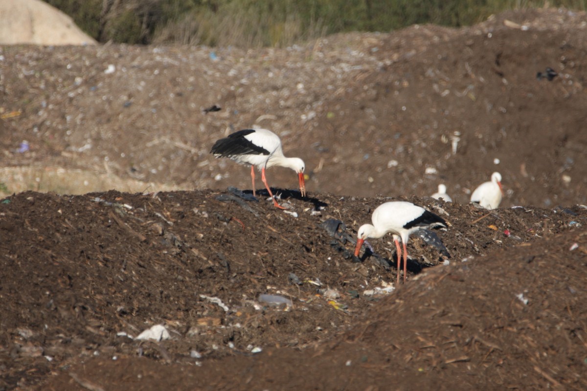 Cicogna bianca - ML646906356