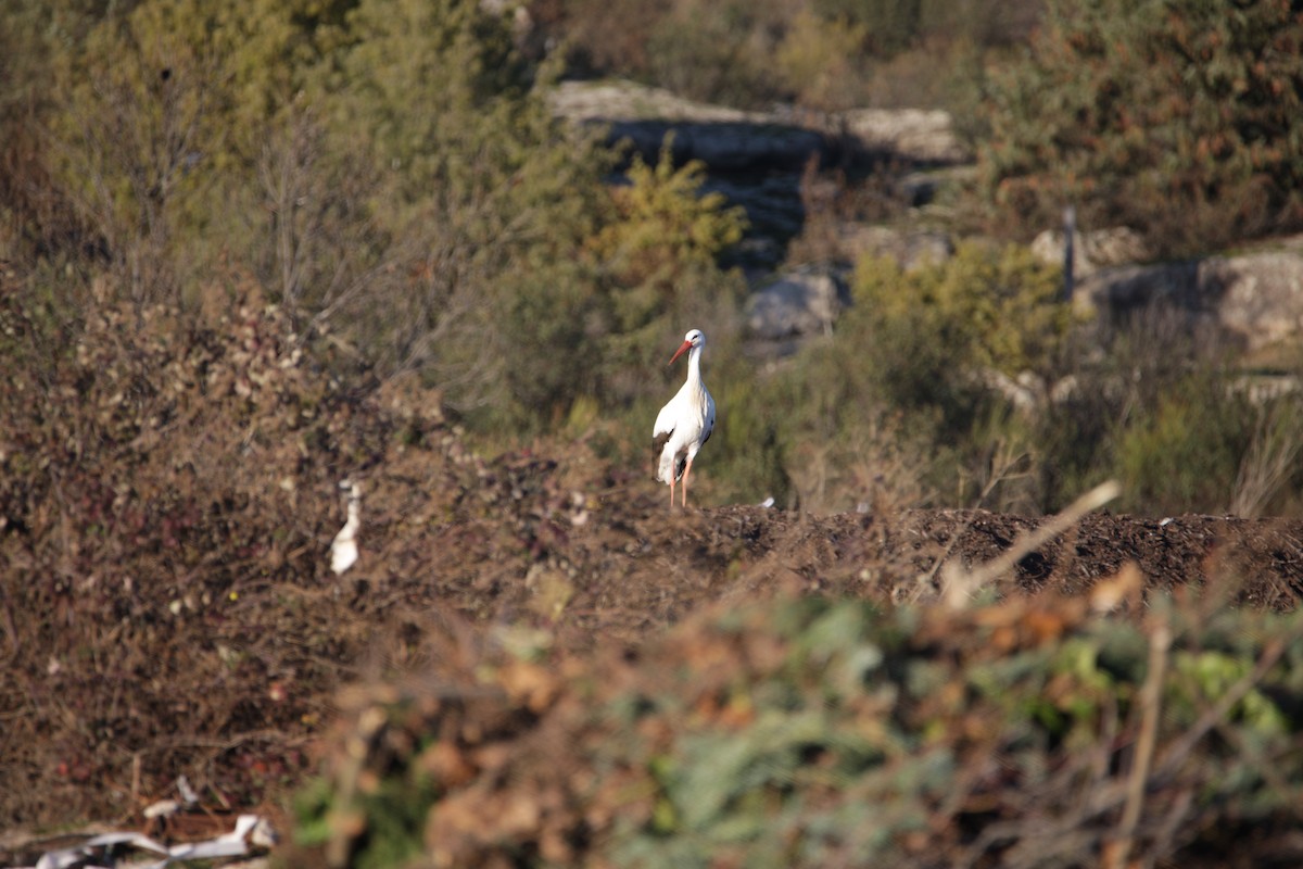 Cicogna bianca - ML646906357