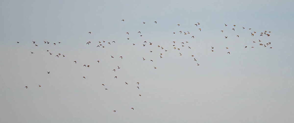 Сивка звичайна - ML646906361