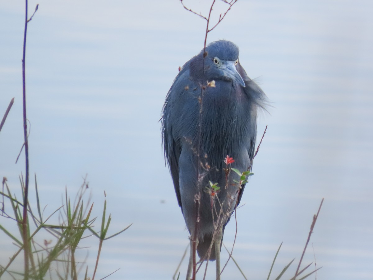 Little Blue Heron - ML646906362
