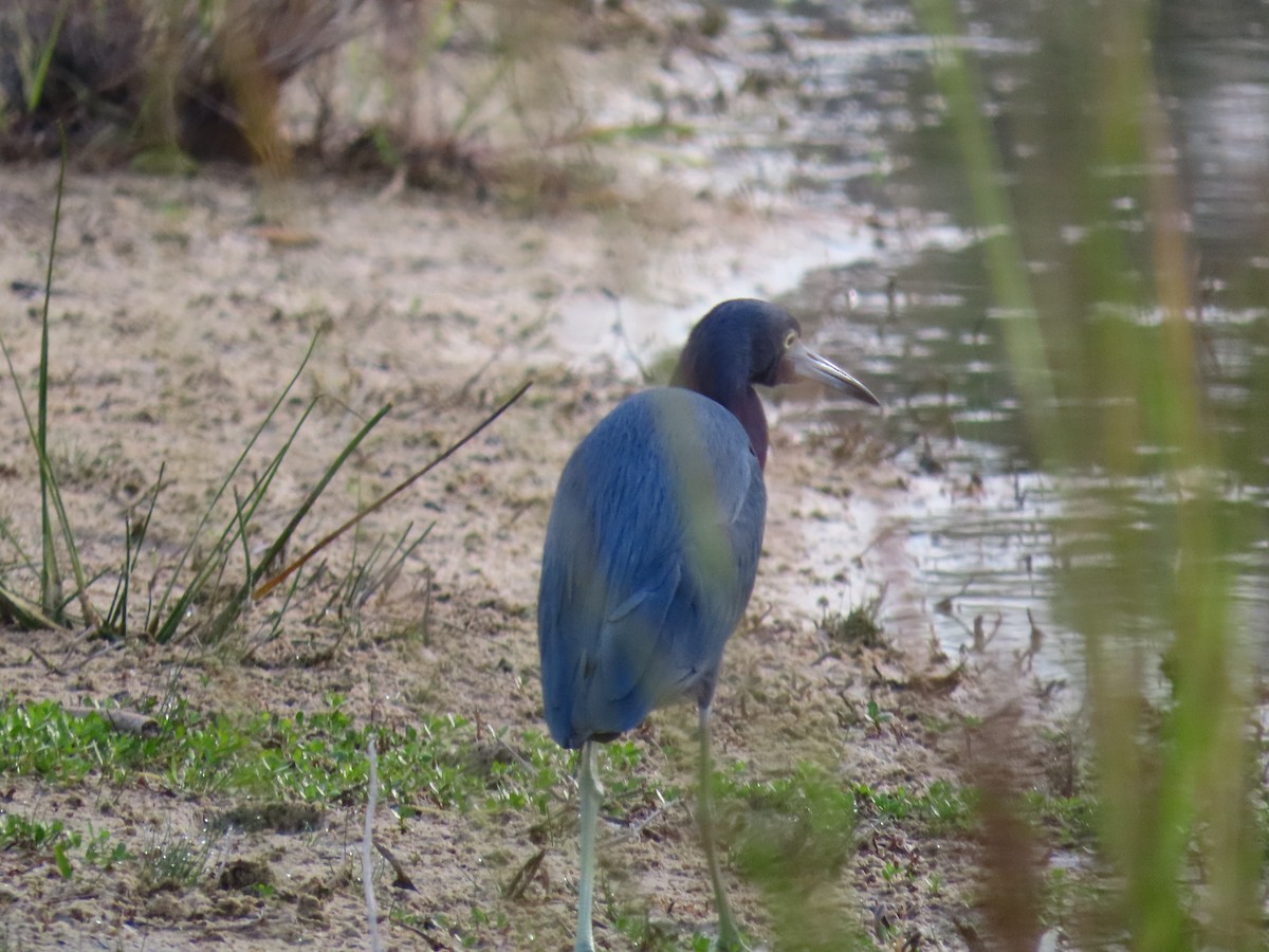 Little Blue Heron - ML646906364