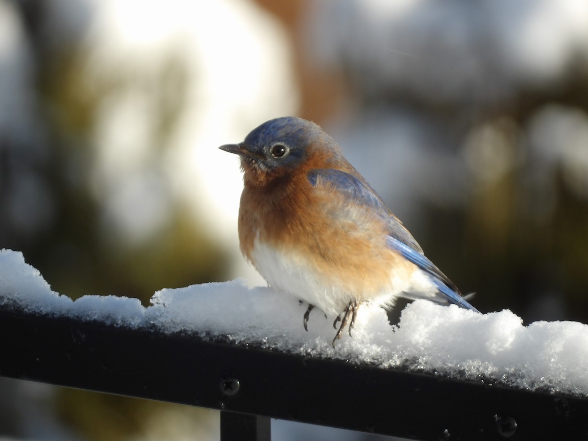 Eastern Bluebird - ML646906365