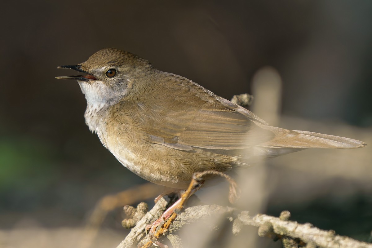 Baikal Bush Warbler - ML646906368