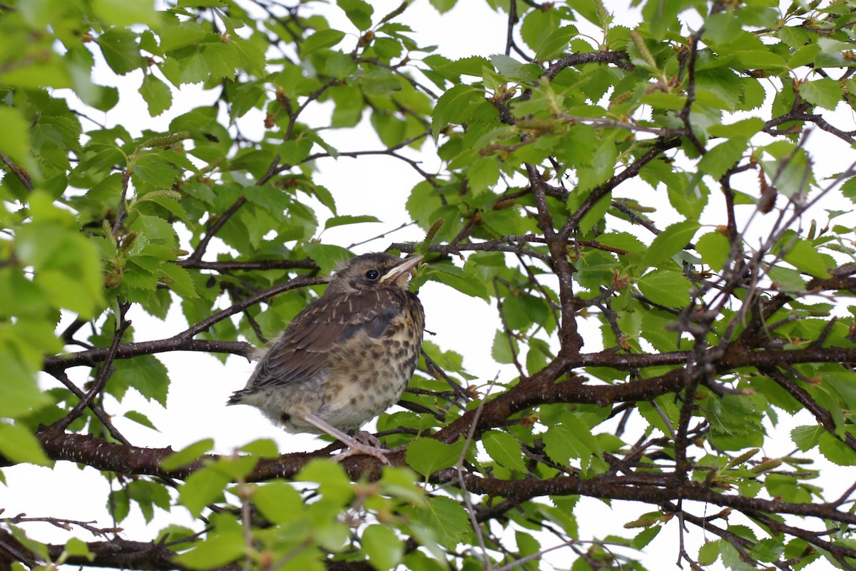 Fieldfare - ML646906370