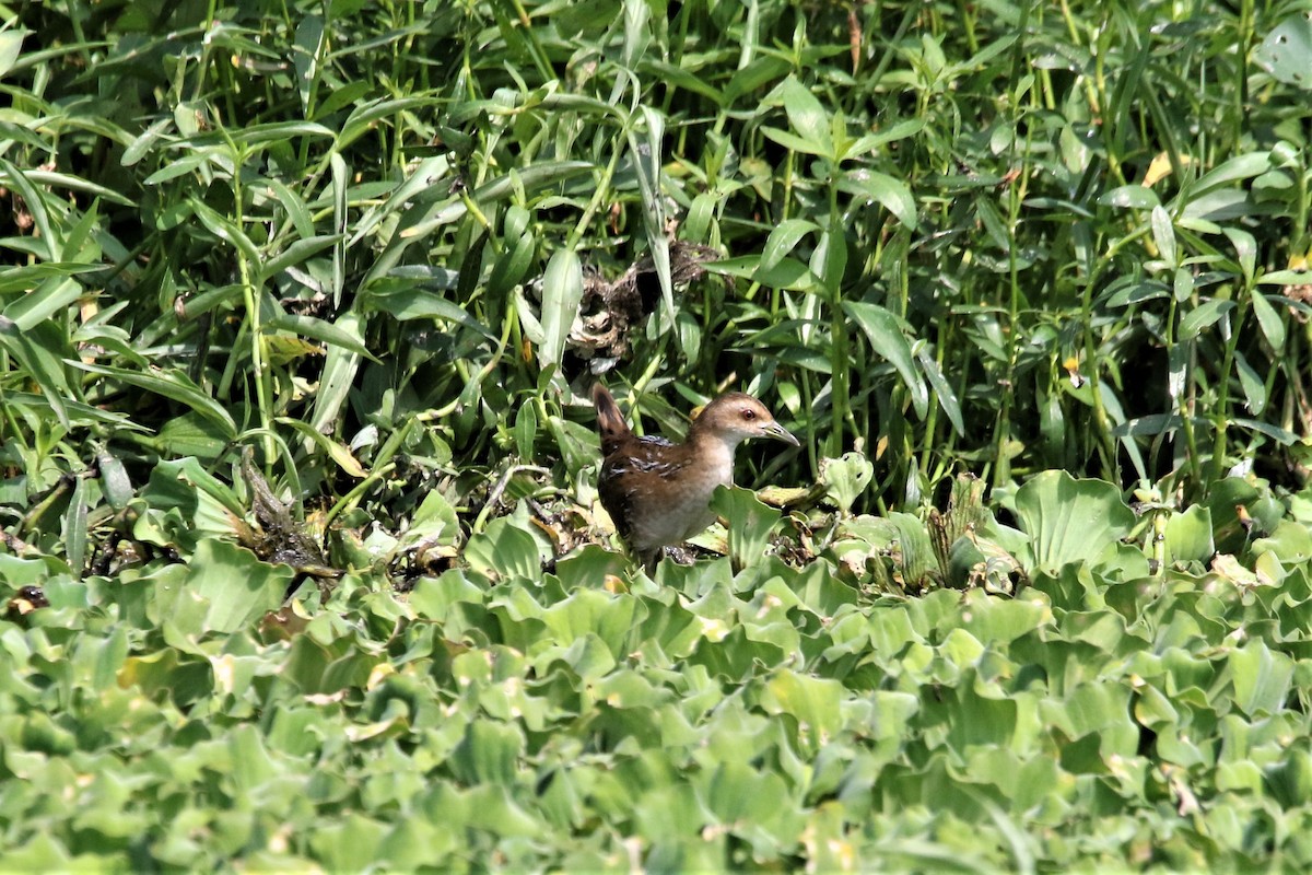 Baillon's Crake - ML646906373