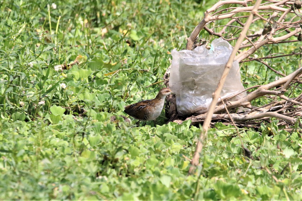 Baillon's Crake - ML646906374