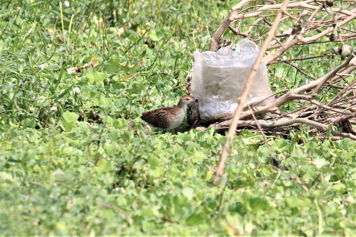 Baillon's Crake - ML646906375