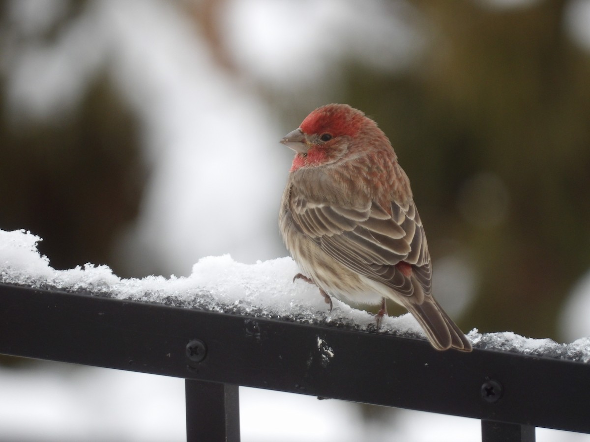 House Finch - ML646906376