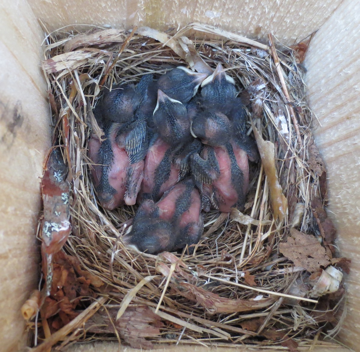 マダラヒタキ - ML646906387