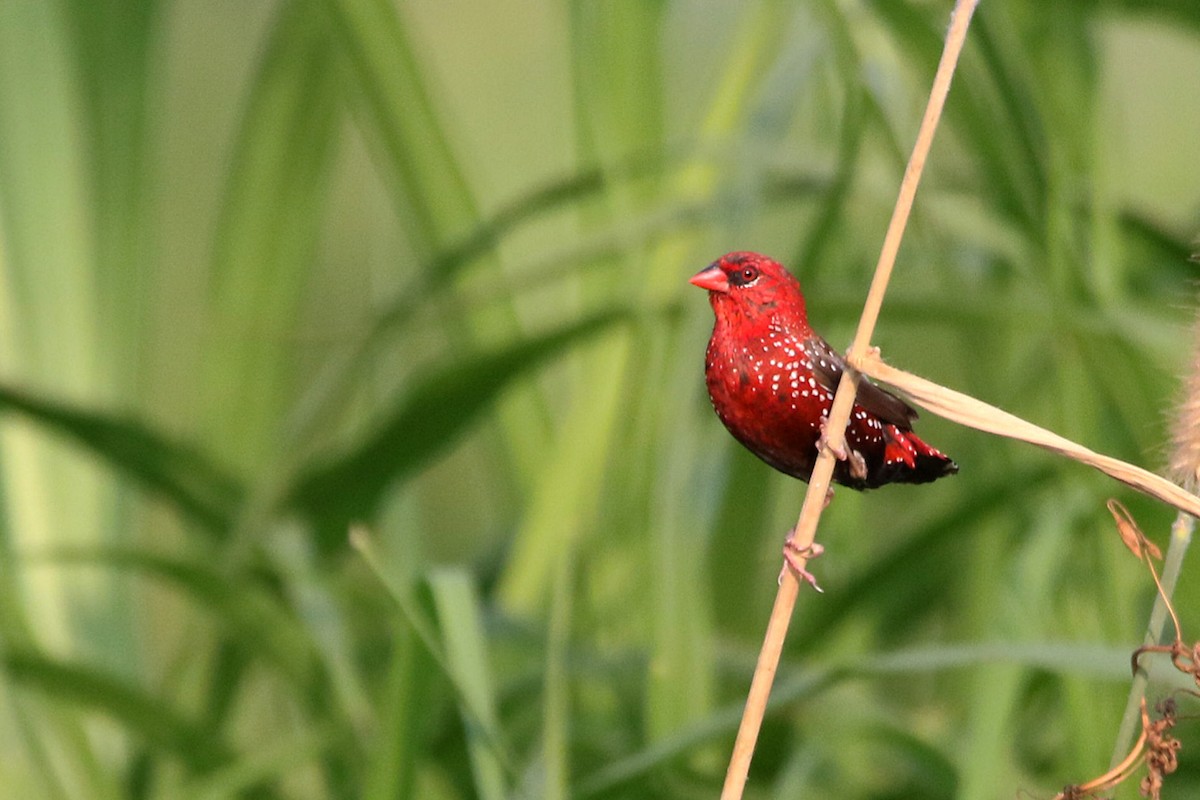 Amandava gorria - ML646906391