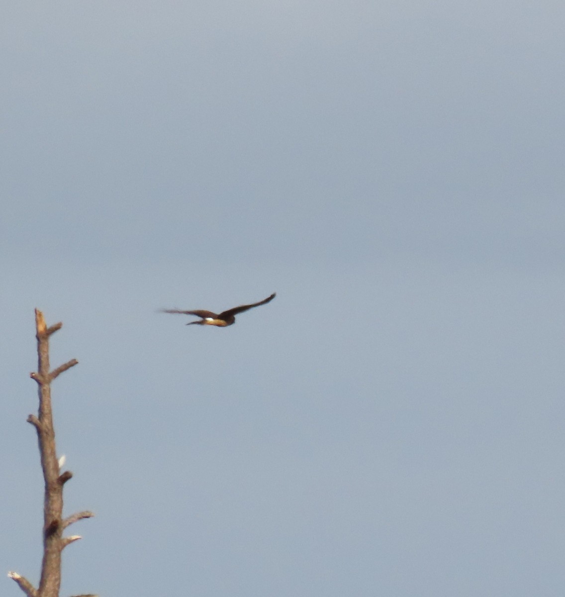 Northern Harrier - ML646906395