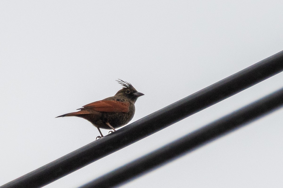 Crested Bunting - ML646906396
