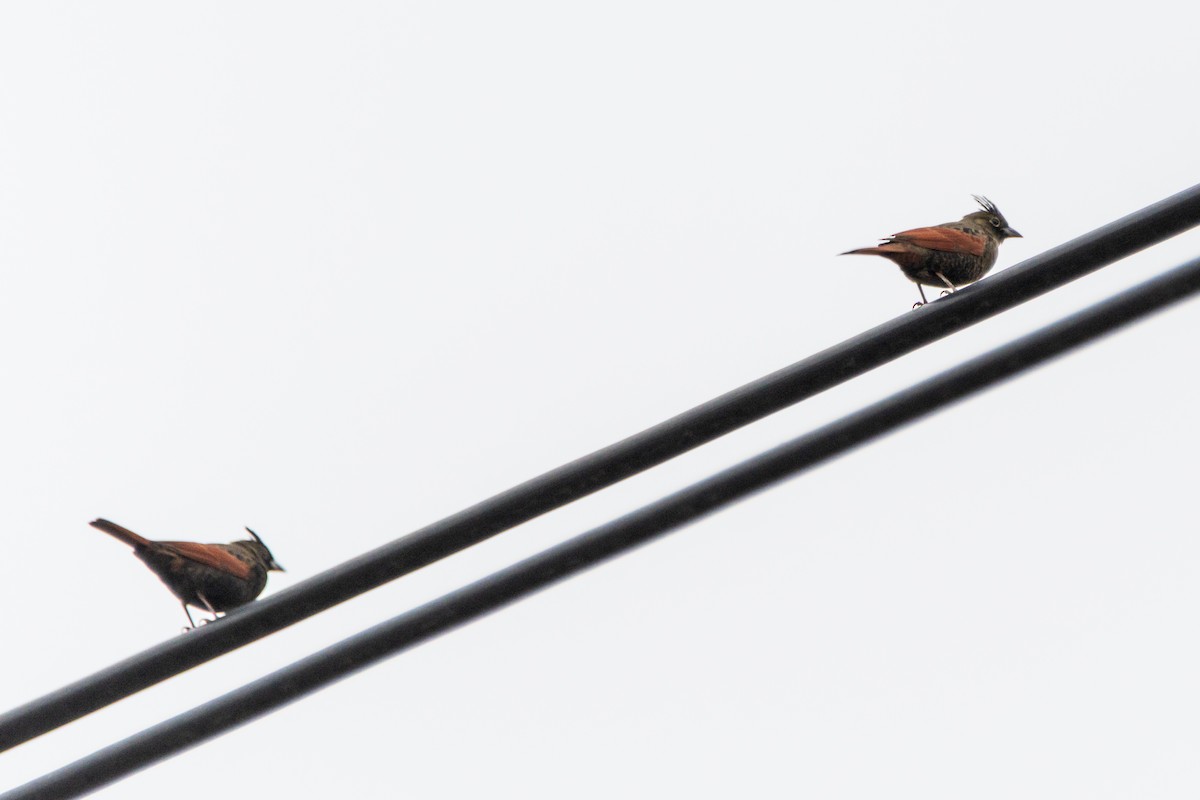 Crested Bunting - ML646906397