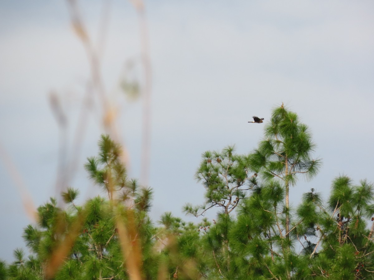 Northern Harrier - ML646906398