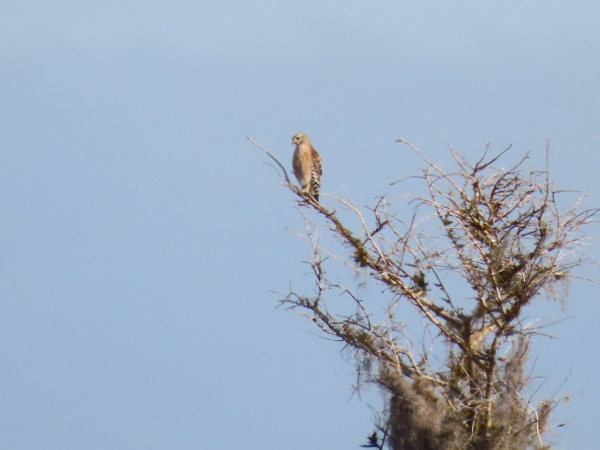Red-shouldered Hawk - ML646906401