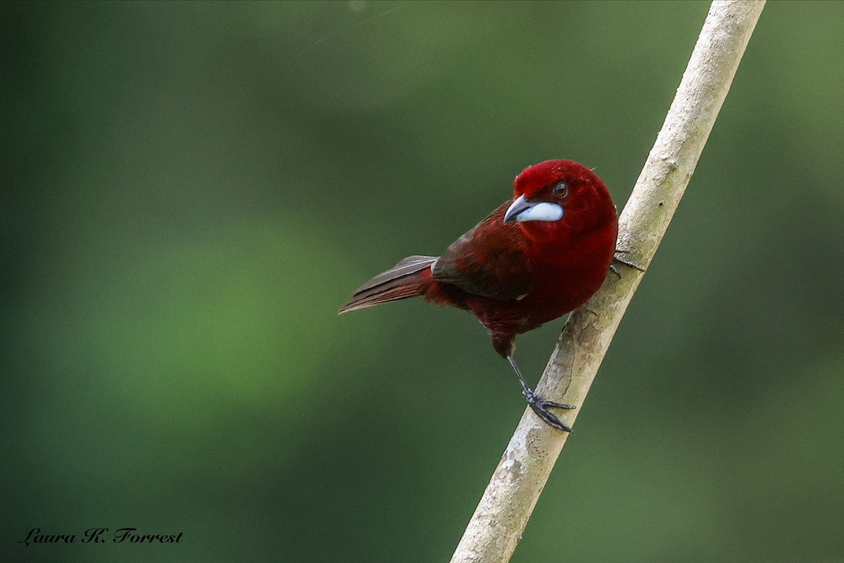 Silver-beaked Tanager - ML646906402