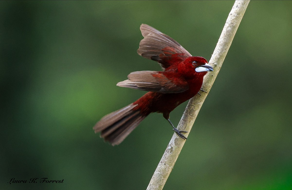 Silver-beaked Tanager - ML646906403