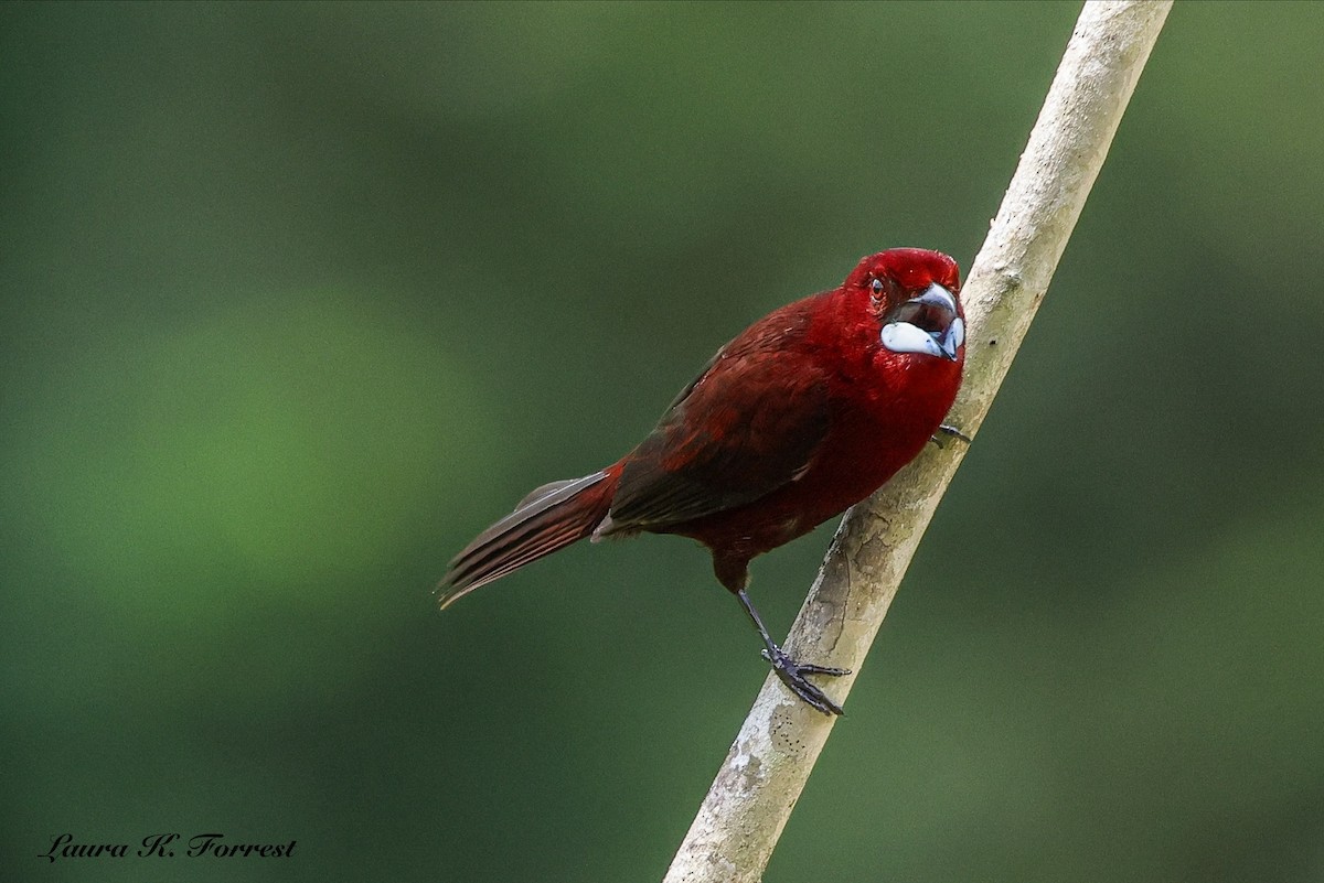 Silver-beaked Tanager - ML646906404