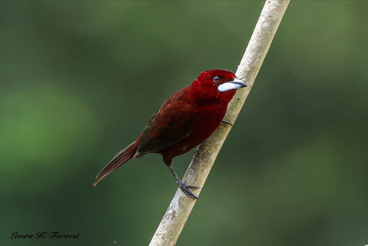 Silver-beaked Tanager - ML646906405