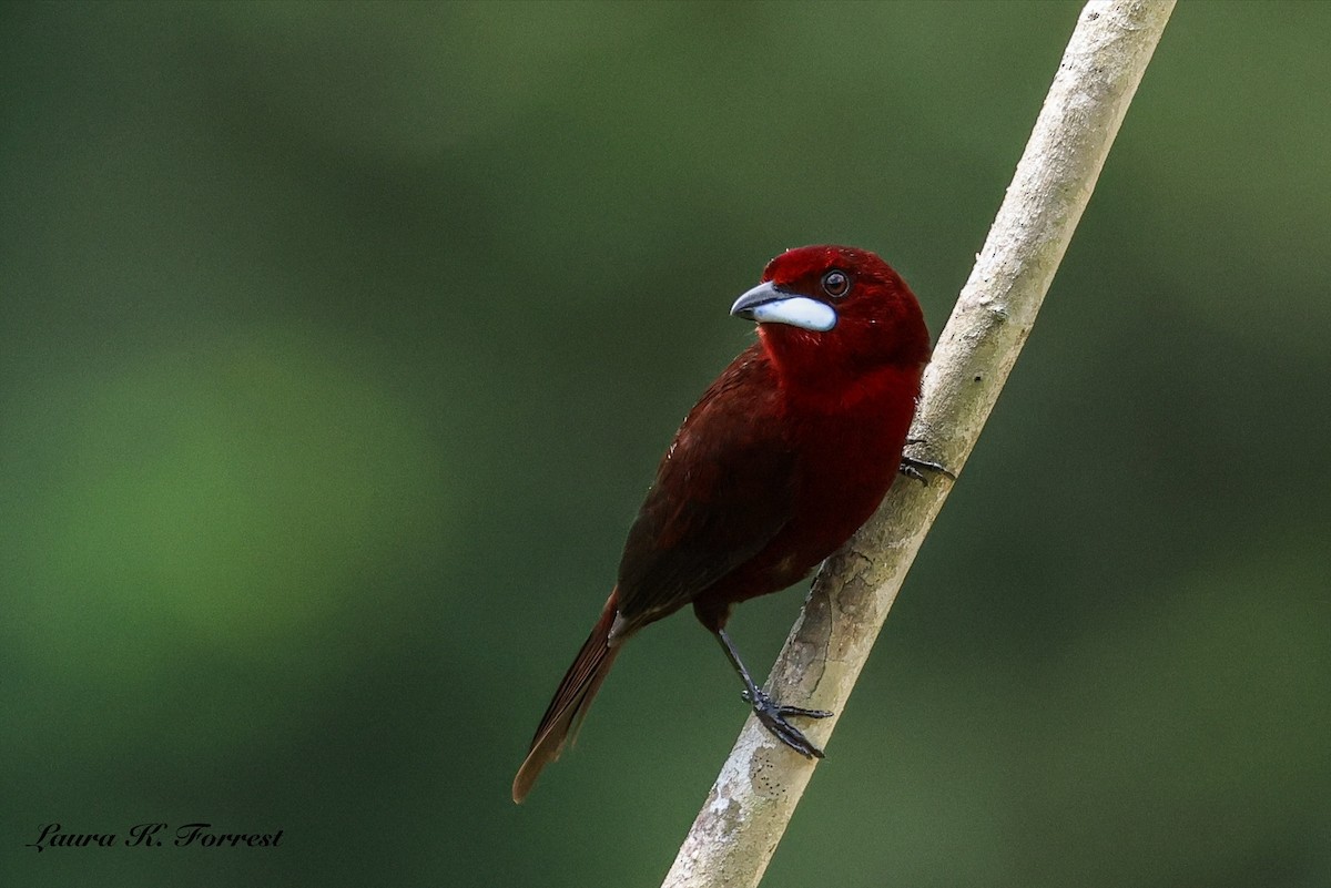 Silver-beaked Tanager - ML646906406