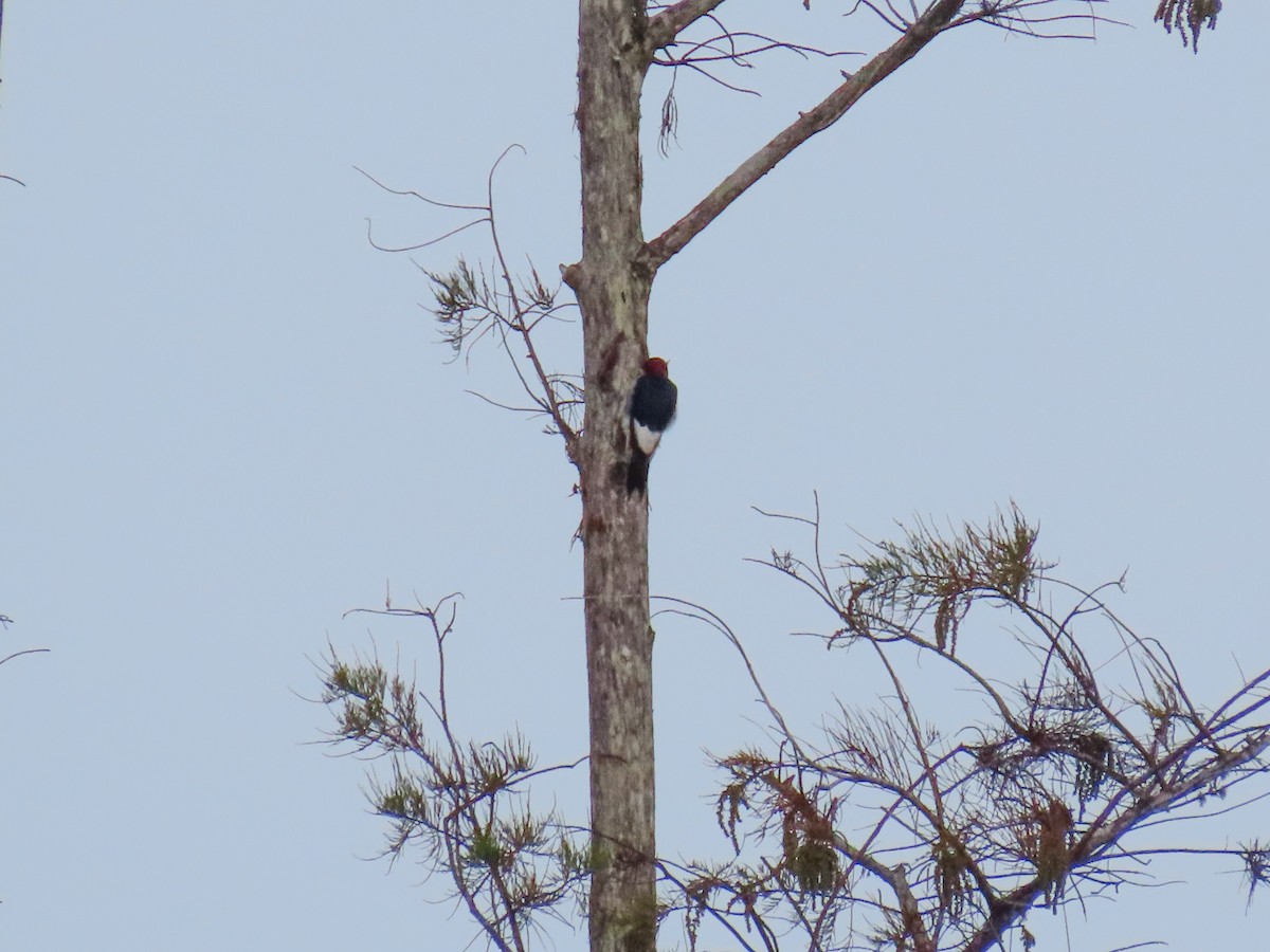 Red-headed Woodpecker - ML646906410