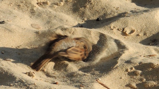 家麻雀 - ML646906414