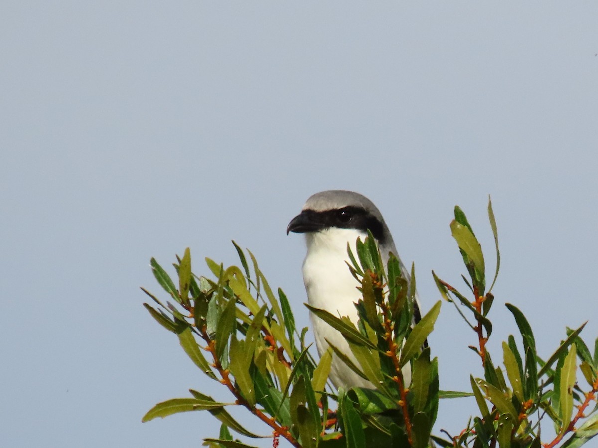 ťuhýk americký - ML646906416