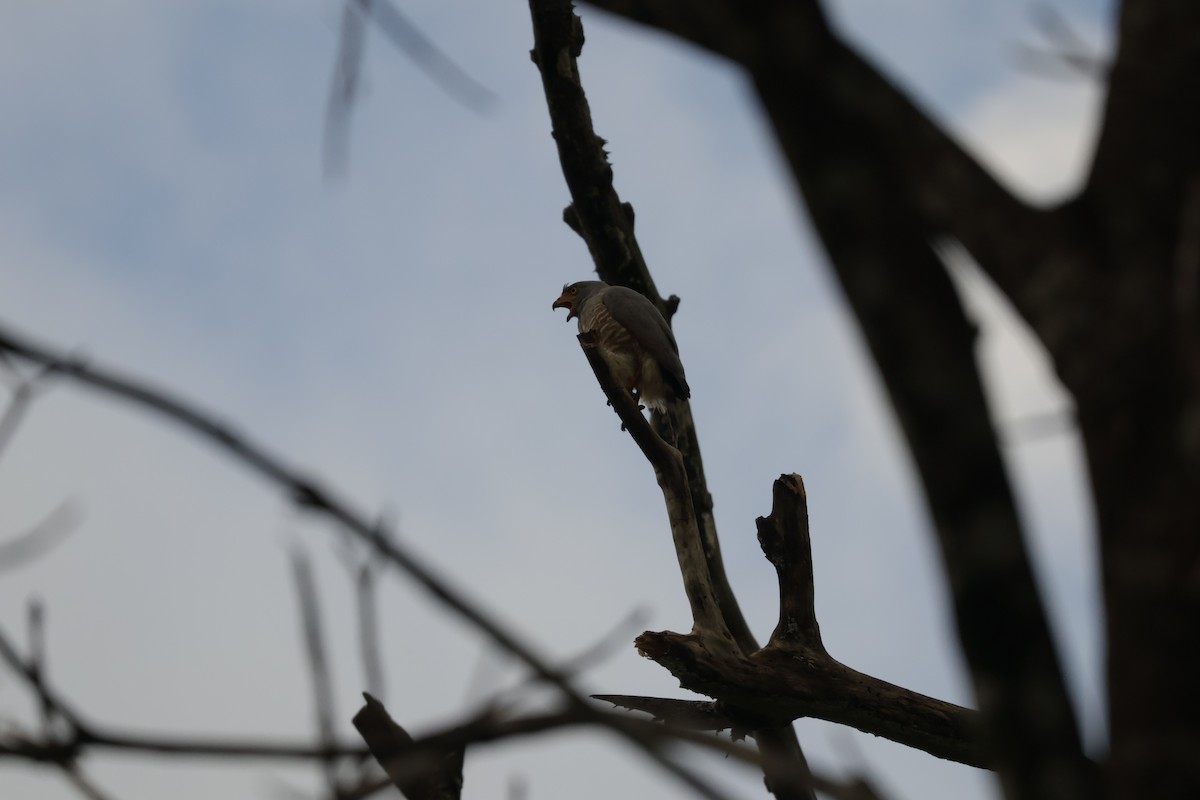 Buse à gros bec - ML646906427