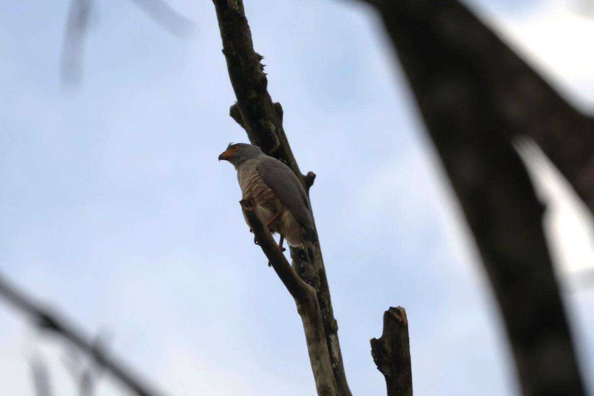 Buse à gros bec - ML646906428