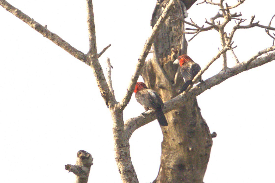 Brown-breasted Barbet - ML646906430