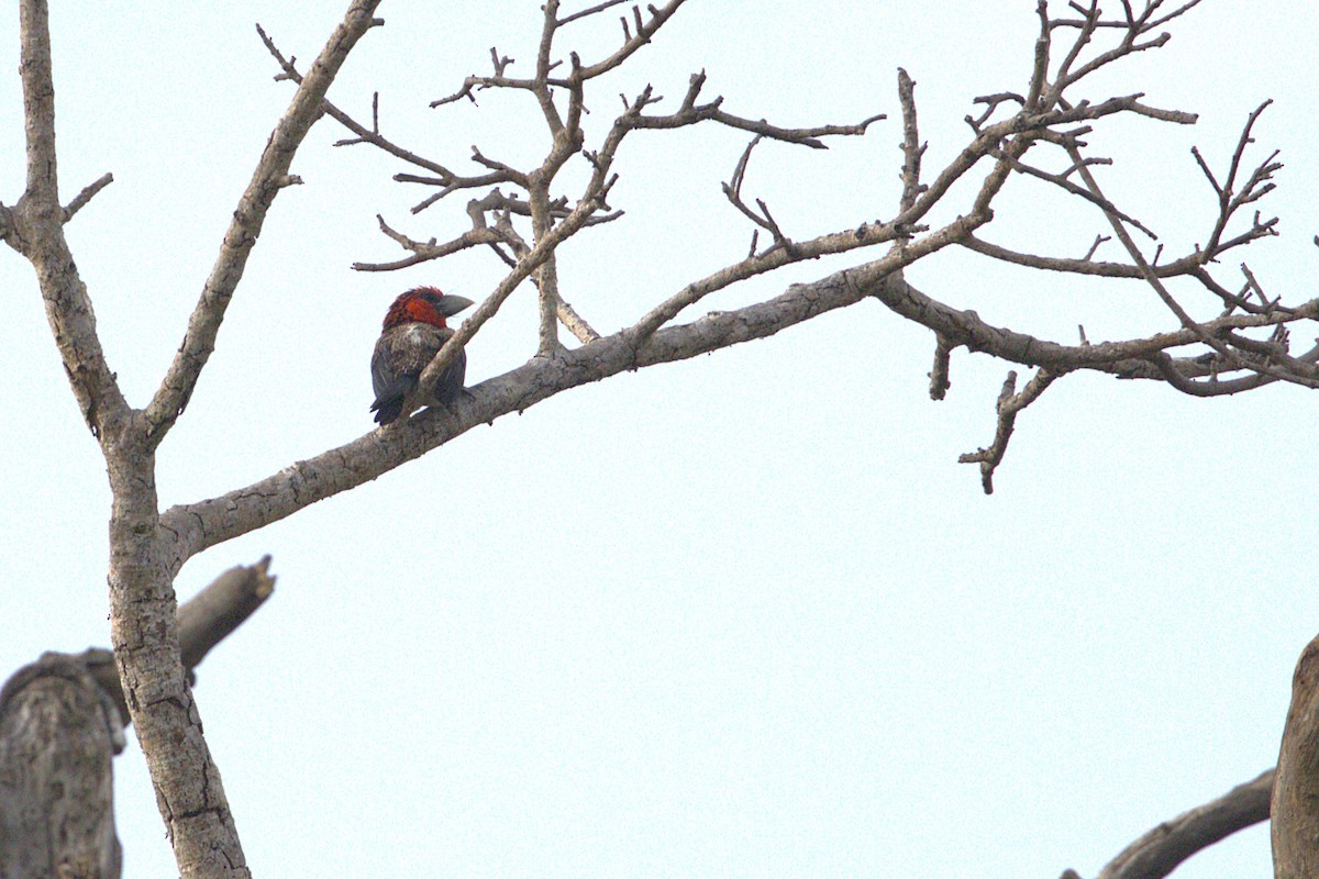 Brown-breasted Barbet - ML646906437