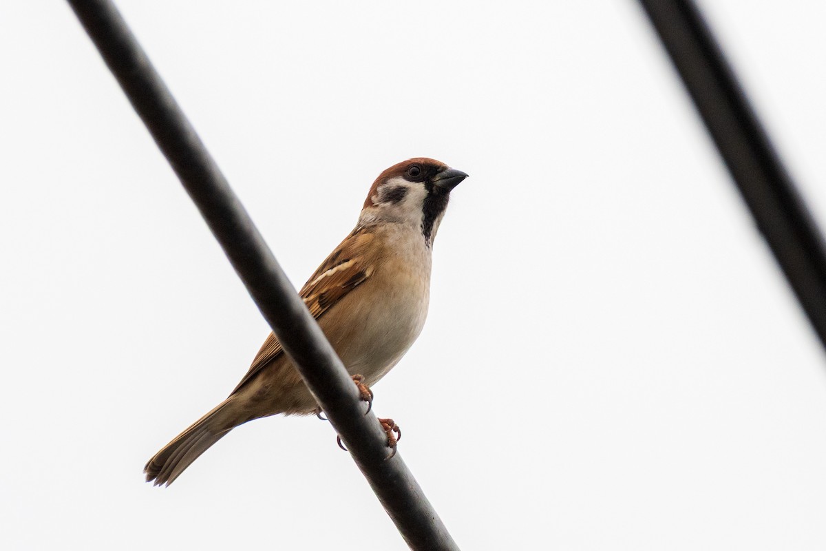 Gorrión Molinero - ML646906448