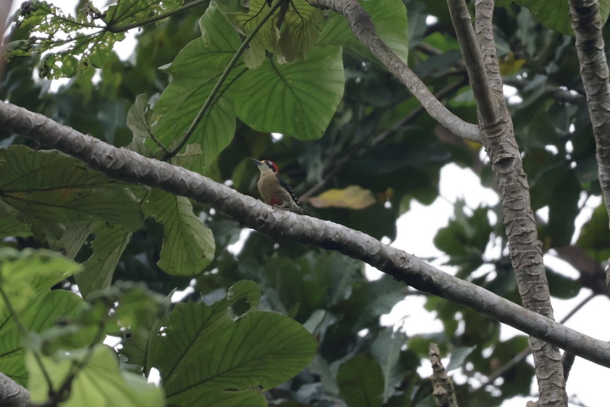 Pic de Pucheran - ML646906452