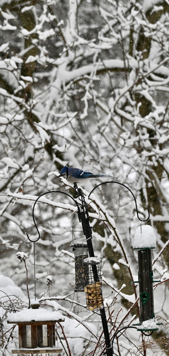 Blue Jay - ML646906459