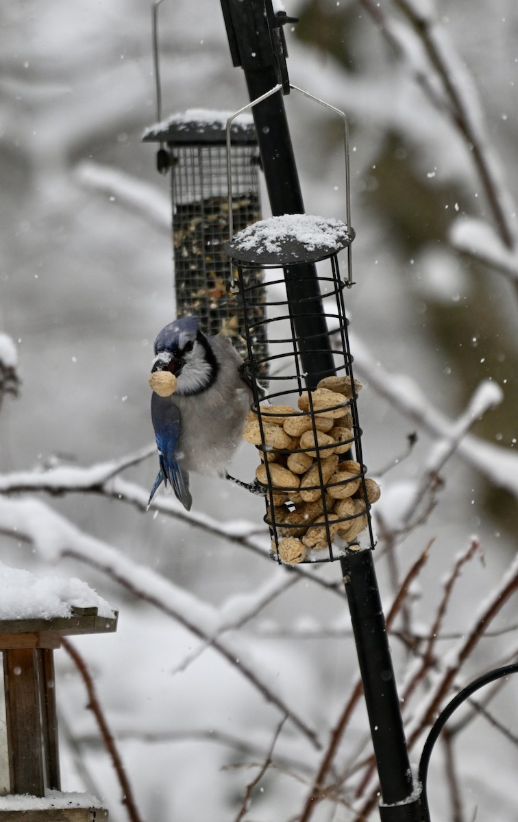 Blue Jay - ML646906460