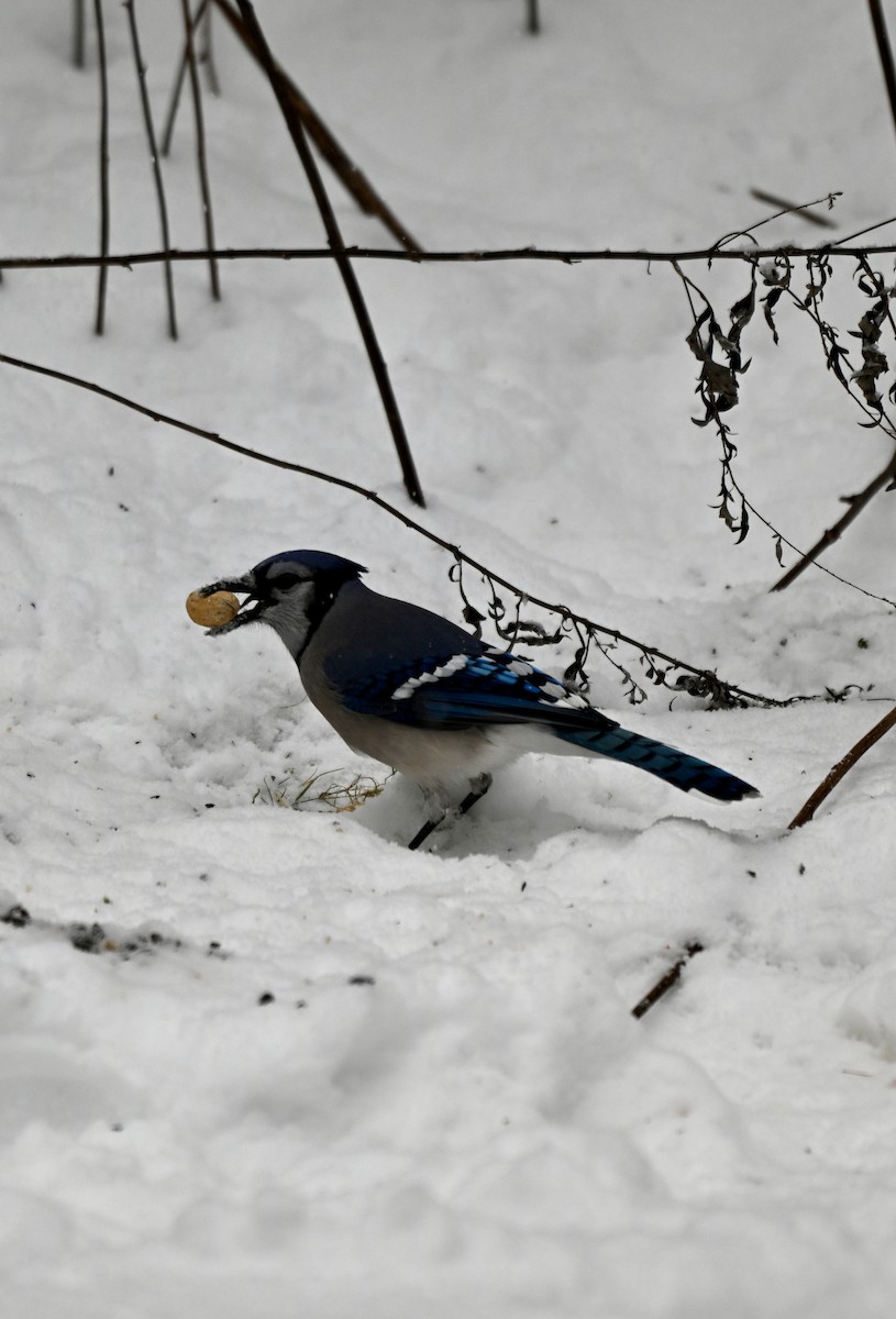 Blue Jay - ML646906461