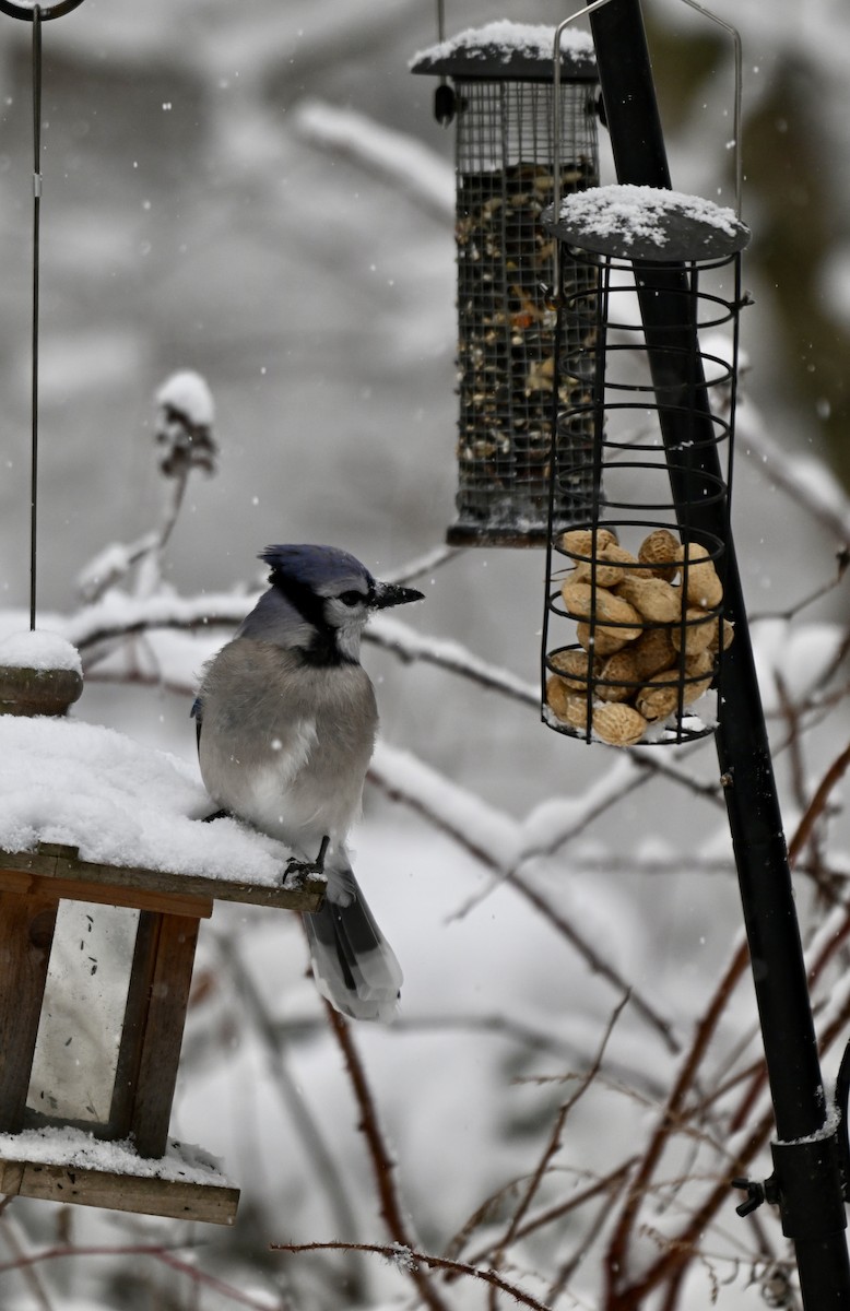 Blue Jay - ML646906462