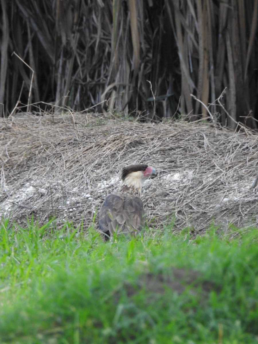 Каракара аргентинська - ML646906465