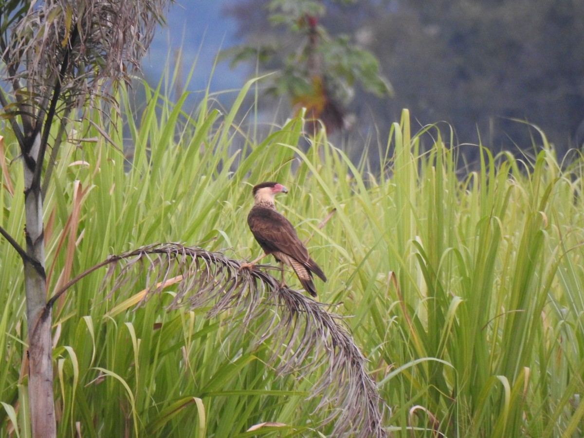 Каракара аргентинська - ML646906466