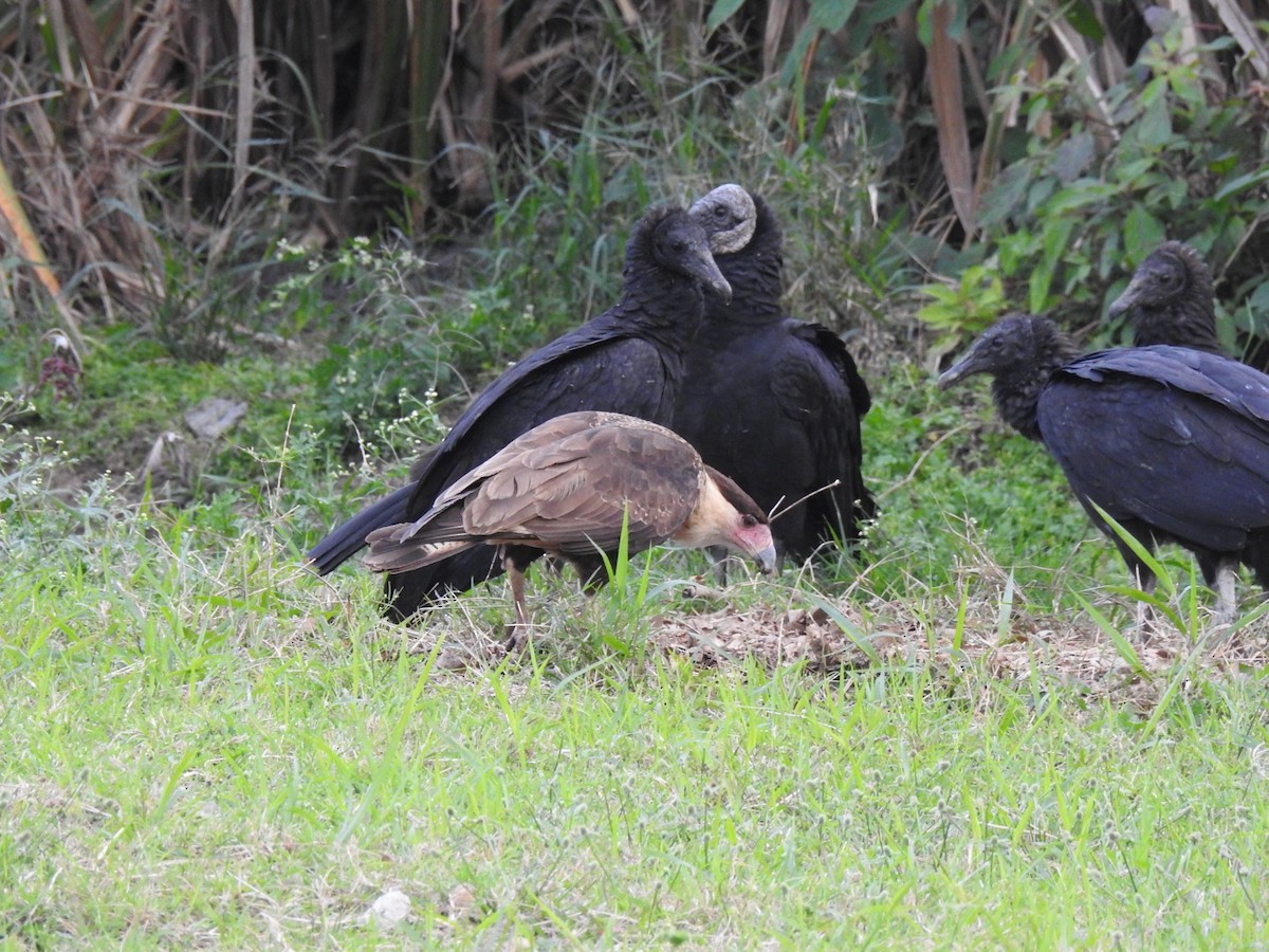 Каракара аргентинська - ML646906467