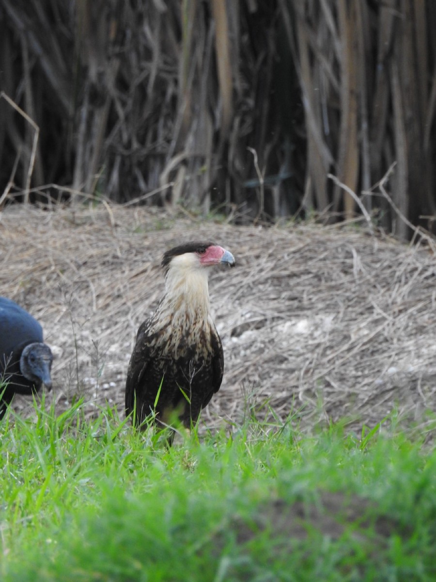 Каракара аргентинська - ML646906468