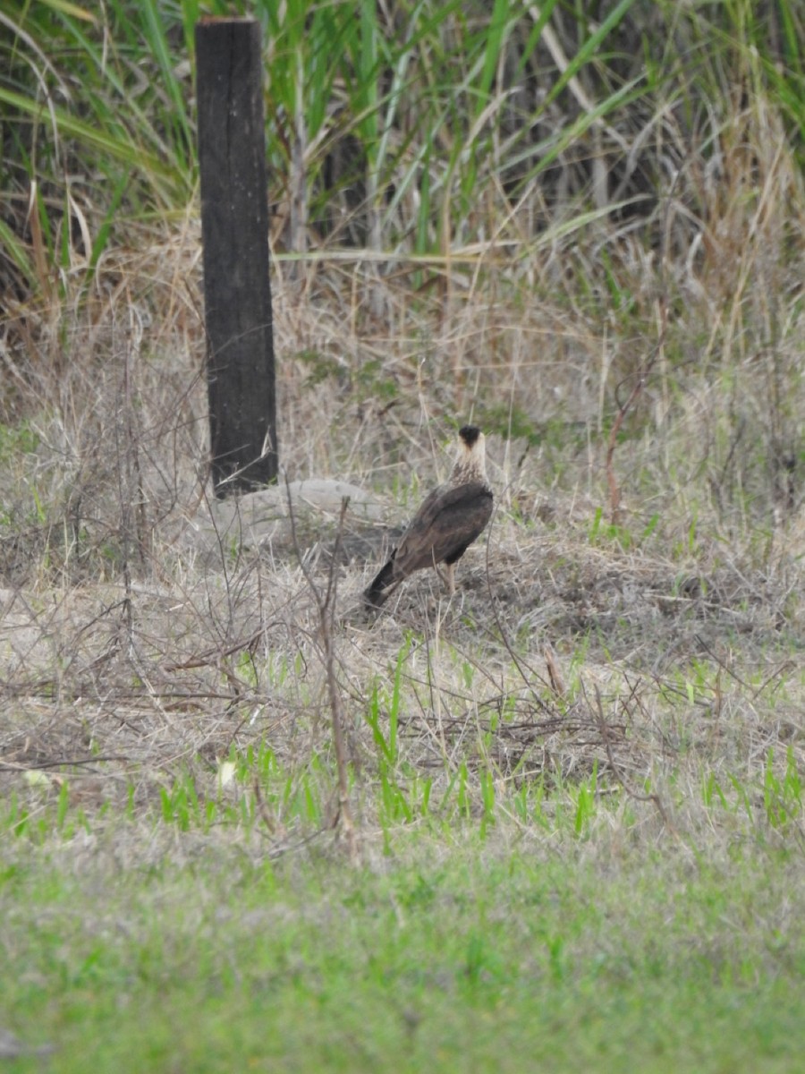 Каракара аргентинська - ML646906469