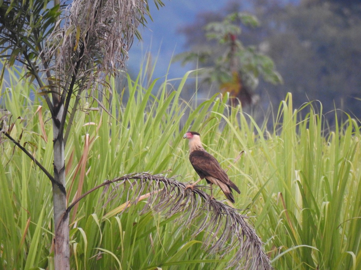 Каракара аргентинська - ML646906470