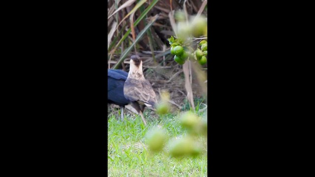Crested Caracara - ML646906473