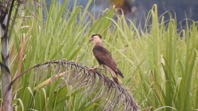 Crested Caracara - ML646906474