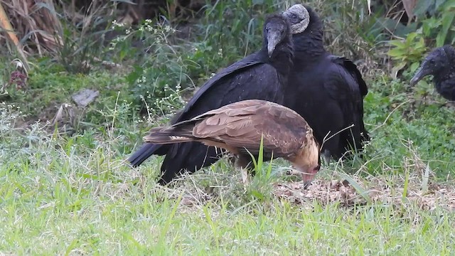 Crested Caracara - ML646906475