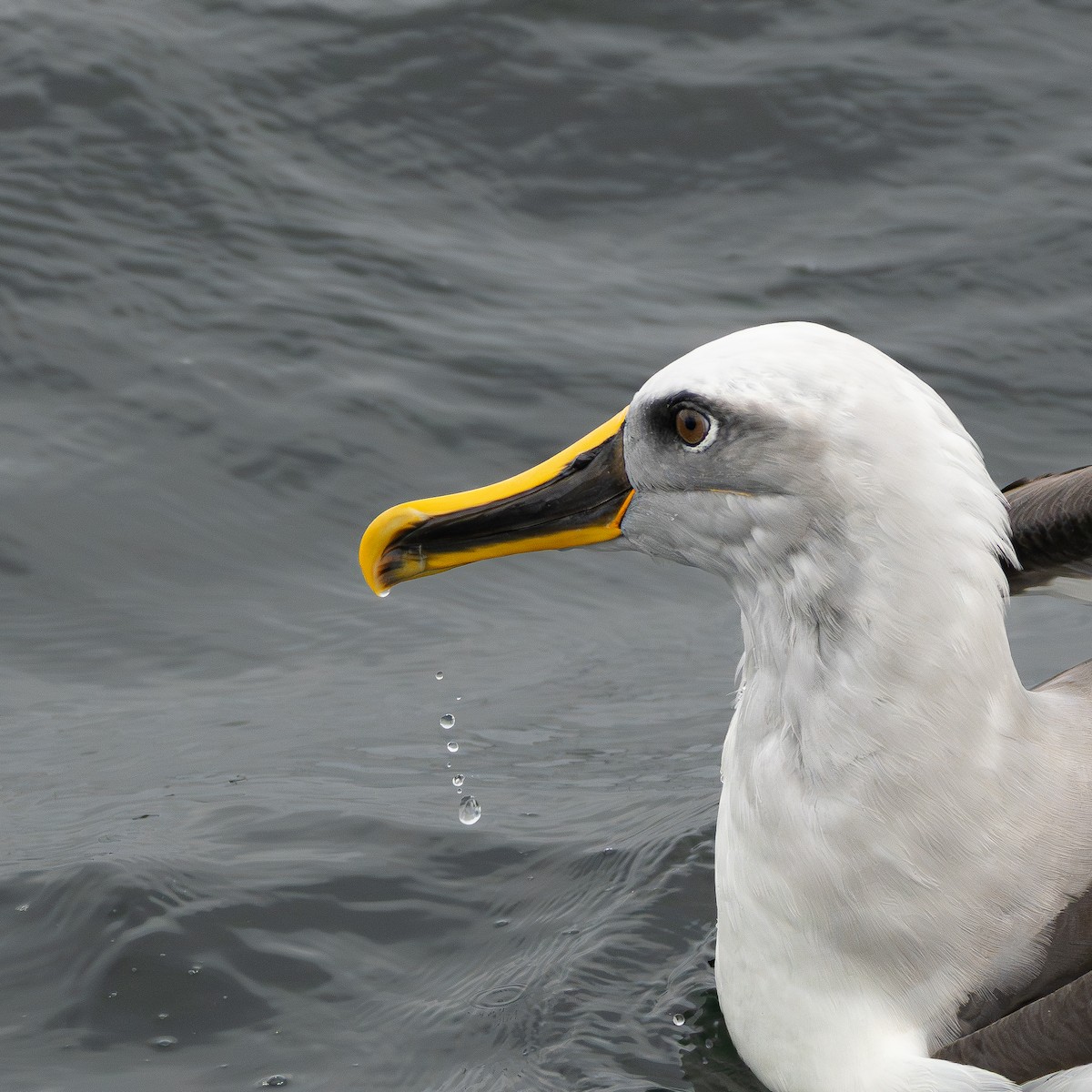 Buller's Albatross - ML646906476